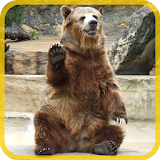 Bears Puzzle icon