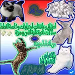 Cover Image of Download لعشاق القطط اندر واجمل القطط ا  APK