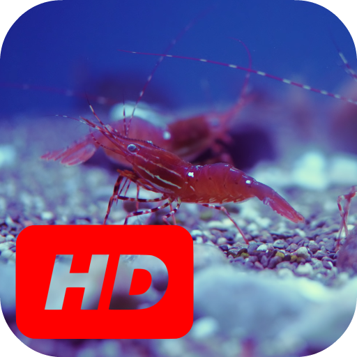Sea Shrimp Live Wallpaper