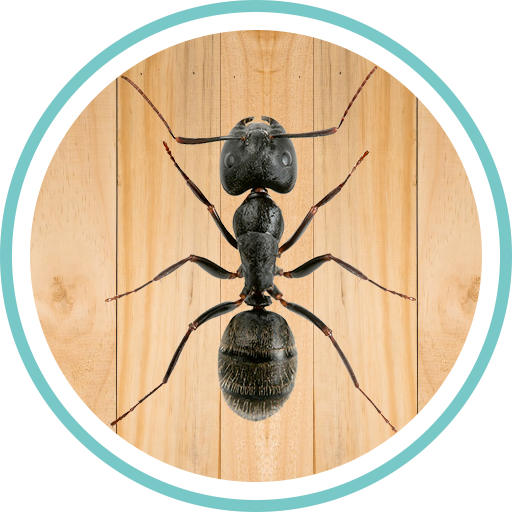 Ant Smasher logo
