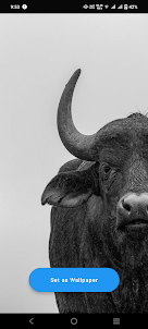 Buffalo Wallpaper