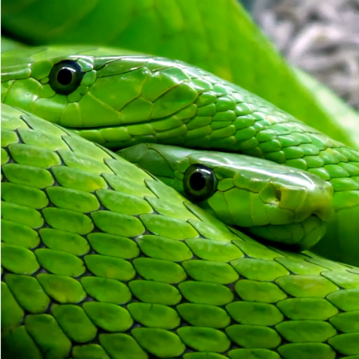 Snake Live Wallpaper Pro logo