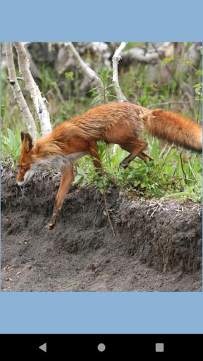 Fox photos wallpaper Screen 2