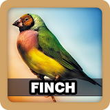 Finch Bird Sound Ringtone icon
