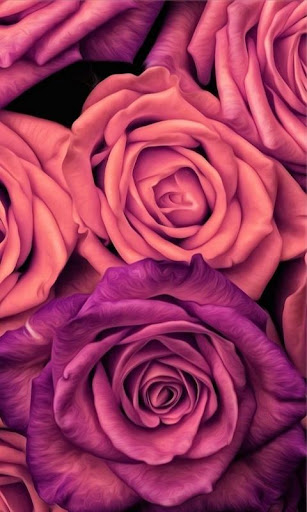 Rose Wallpapers Screenshot 4 - AppWisp.com