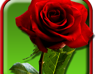 [無料ダウンロード！ √] カラフルなバラ 919576-カラフルな薔薇 花言葉