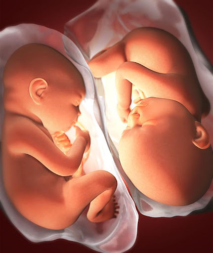Pregnancy Week by week Screen 2
