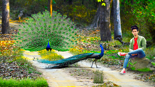 Peacock Lyrical Photo Editor Screen 2