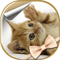 Wallpaper Kucing Cute