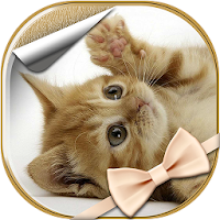 猫の壁紙無料 Androidアプリ Applion