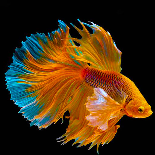 Fish Wallpaper HD-4K logo