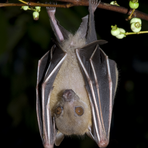 Bat Sounds logo
