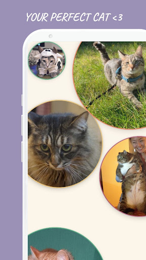 Android application Your perfect cat screenshort