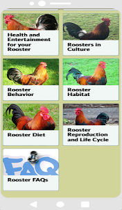 Rooster sounds