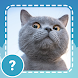 Cats quiz guess kittens games - Androidアプリ