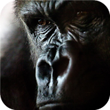 Silver back gorilla. Wallpaper icon