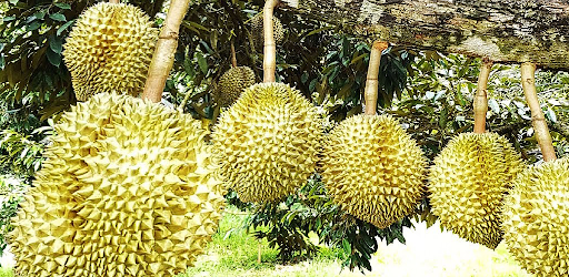 Durian treee 2989 supper 21