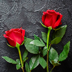 Download Rose HD Wallpapers (116).apk for Android 