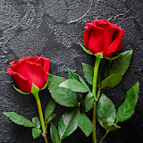 Rose HD Wallpapers icon