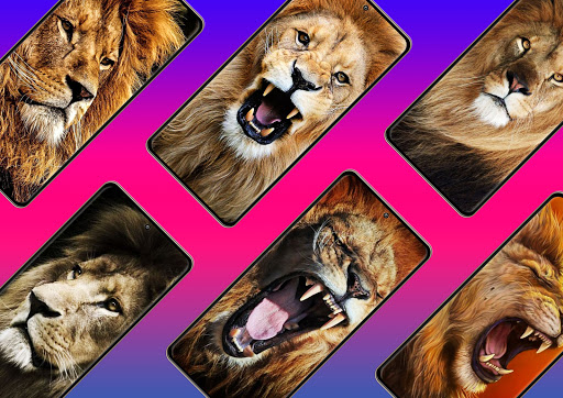 Android application Lion Wallpapers screenshort