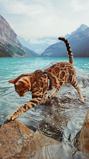 Exotic Cat Wallpapers Screenshot