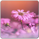 Cover Image of Descargar Wildflowers Live Wallpaper 1.0 APK