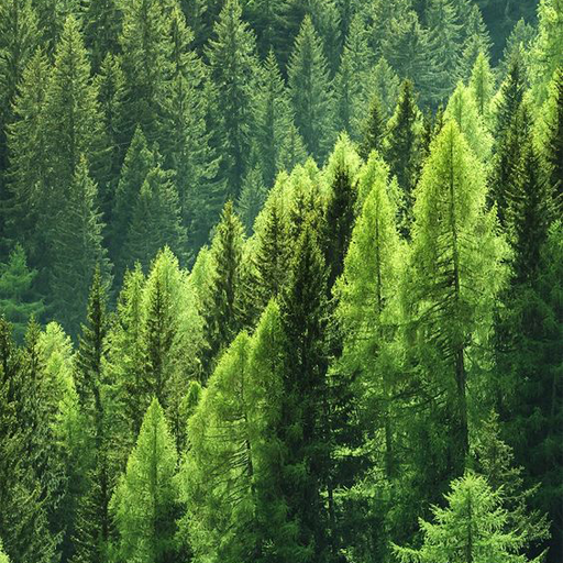 Aesthetic Forest Wallpaper 4K logo