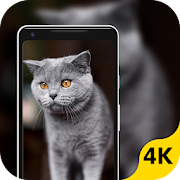 Top 20 Personalization Apps Like Cats Wallpaper - Best Alternatives