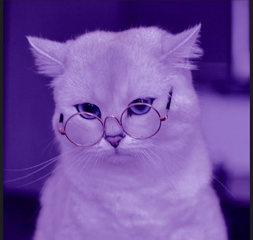 Android application cat profile picture screenshort