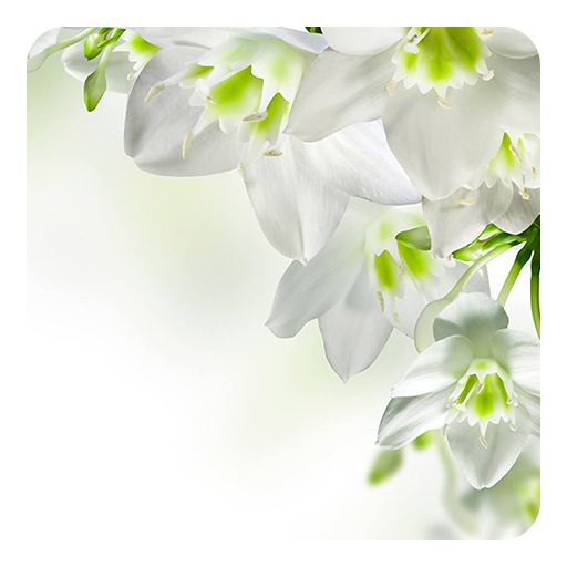 White Flowers Live Wallpaper Google Play のアプリ