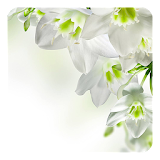 White Flowers Live Wallpaper icon