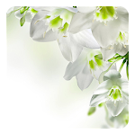 White Flowers Live Wallpaper Apk