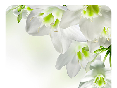 白い 花 花束 201606-花 白い 小さい たくさん 花束