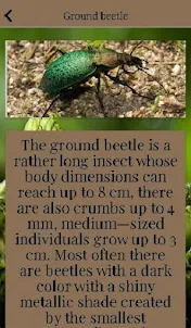 Types of beetles