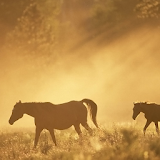Horses HD Wallpapers icon