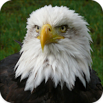 Cover Image of Herunterladen Eagle Sounds 1.5 APK