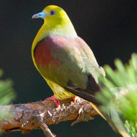 Wedge-tailed green pigeon