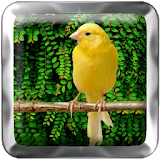 Canary Bird icon