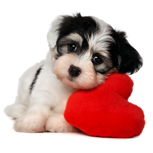 Imagenes Tiernas - AppWisp.com