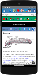 Pénis humano Anatomia