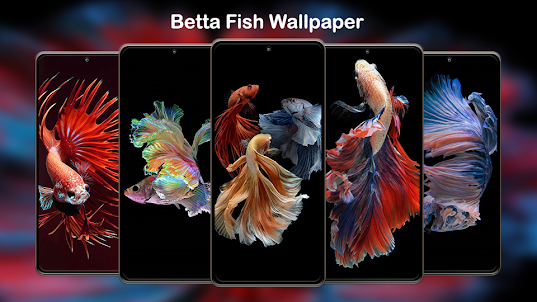Betta Fish Wallpapers