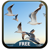 Sea Gulls Theme icon