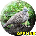 Cover Image of Download Suara Burung Tekukur MP3  APK