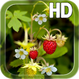 Forest Berry LWP icon