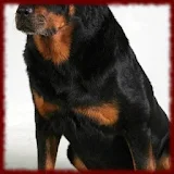 Rottweiler Puppy wallpapers icon