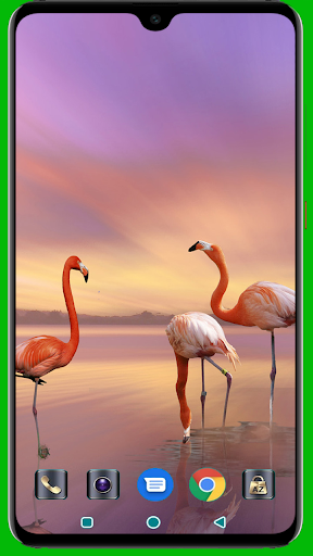 Flamingo Wallpaper Screenshot 3 - AppWisp.com