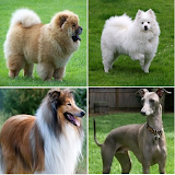 Dog breed identifier icon