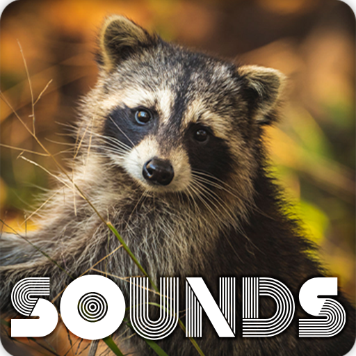 Raccoon Sound Ringtones Install on Windows