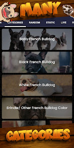 Captura de Pantalla 5 fondo pantalla bulldog francés android