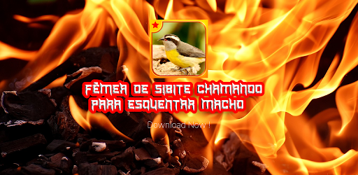 Fêmea De Sibite Chamando Para Esquentar Macho